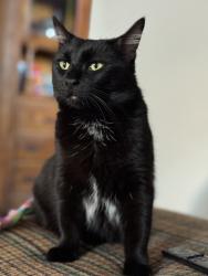 Reunited Female Cat last seen Belmont and Albany, Chicago, IL 60618