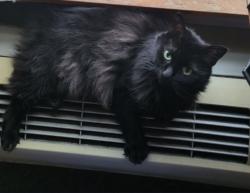 Reunited Female Cat last seen N Trenton & N Fiske, Portland, OR 97203
