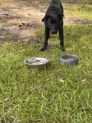 Found/Stray Male Dog last seen Corner of Egret and Wheeling, Fayetteville, NC 28303