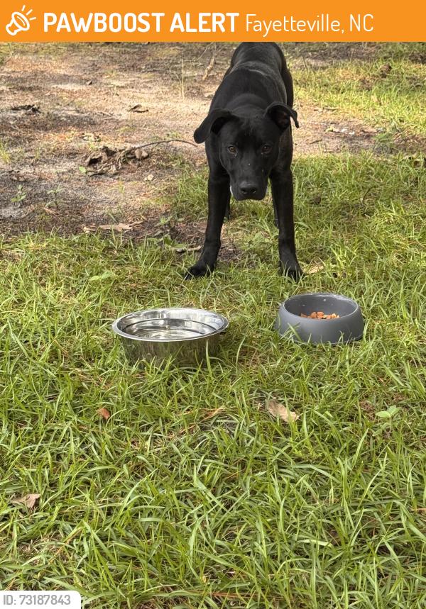 Found/Stray Male Dog last seen Corner of Egret and Wheeling, Fayetteville, NC 28303