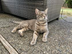Found/Stray Male Cat last seen Klahanie Audubon ridge, Issaquah, WA 98029