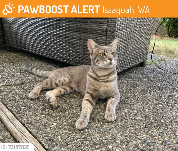 Found/Stray Male Cat last seen Klahanie Audubon ridge, Issaquah, WA 98029