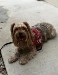 Reunited Female Dog last seen Sunset Blvd & N Alpine Dr, Beverly Hills, CA 90210, USA, Beverly Hills, CA 90210