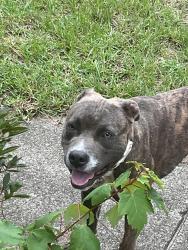 Reunited Male Dog last seen South Reilly road, Fayetteville, NC 28314
