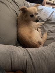 Reunited Male Dog last seen Near N Broadmoor Ave, West Covina, CA 91790, USA, West Covina, CA 91790