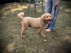 Reunited Male Dog last seen Grove Ave and N Auburn Ave, Richmond, VA 23221