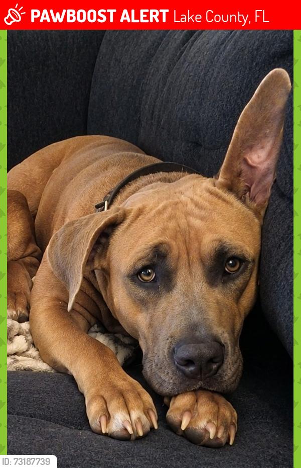 Lost Female Dog last seen Bay Lake Loop Groveland FL, Lake County, FL 34736