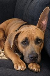 Lost Female Dog last seen Bay Lake Loop Groveland FL, Lake County, FL 34736