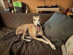 Reunited Male Dog last seen Nursery Tents at the end of Sand Canyon Road, Somis, CA 93066