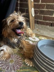 Found/Stray Female Dog last seen Twister trail 25222 spring tx 77373, Spring, TX 77373