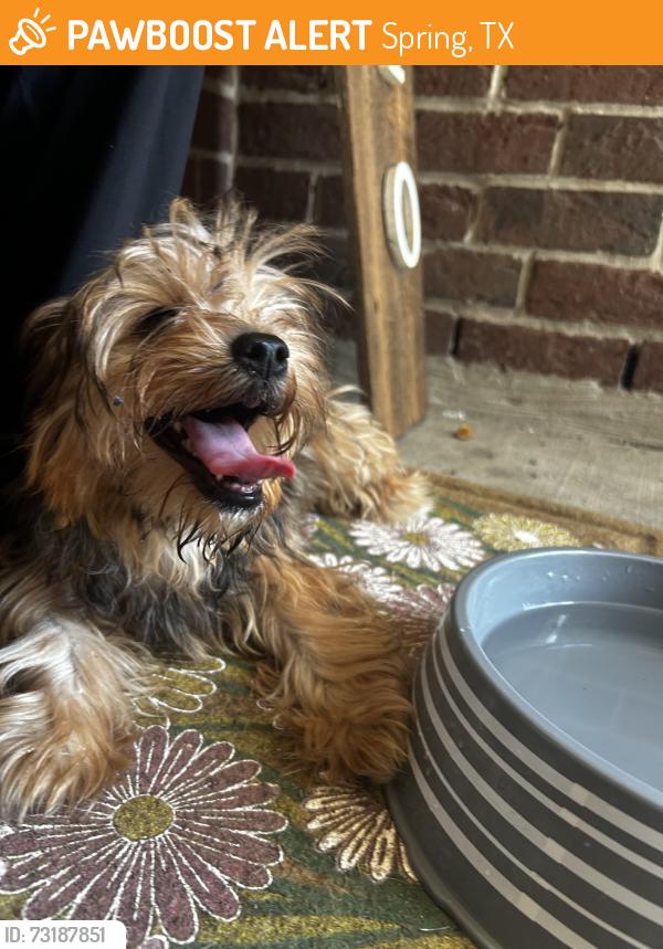 Found/Stray Female Dog last seen Twister trail 25222 spring tx 77373, Spring, TX 77373