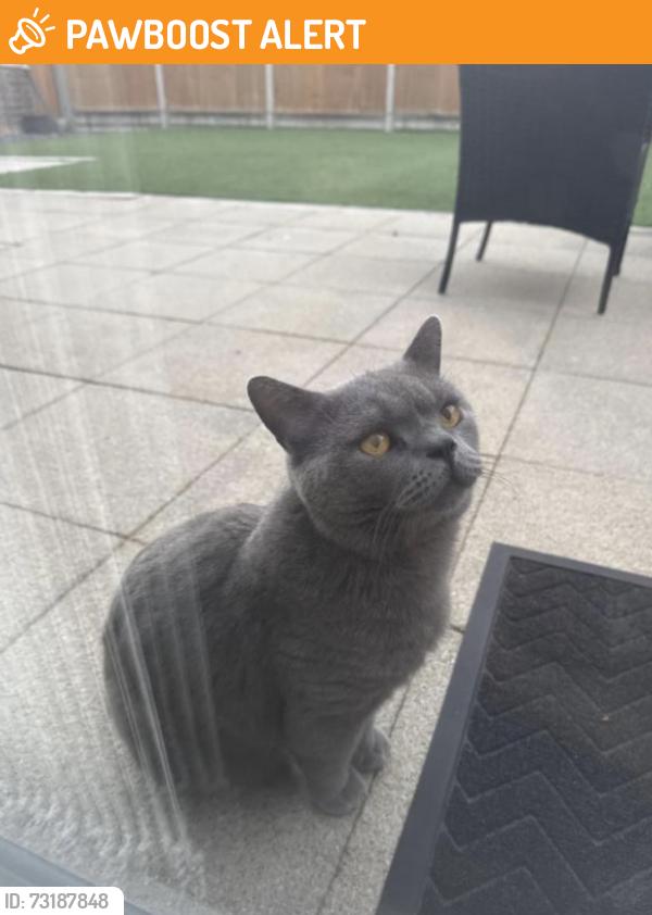 Found/Stray Male Cat last seen Willenhall Close Luton, Luton, England LU3 3XX