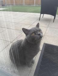 Found/Stray Male Cat last seen Willenhall Close Luton, Luton, England LU3 3XX