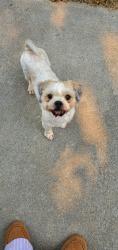 Found/Stray Male Dog last seen Overland and Locust Grove, Meridian, ID 83642
