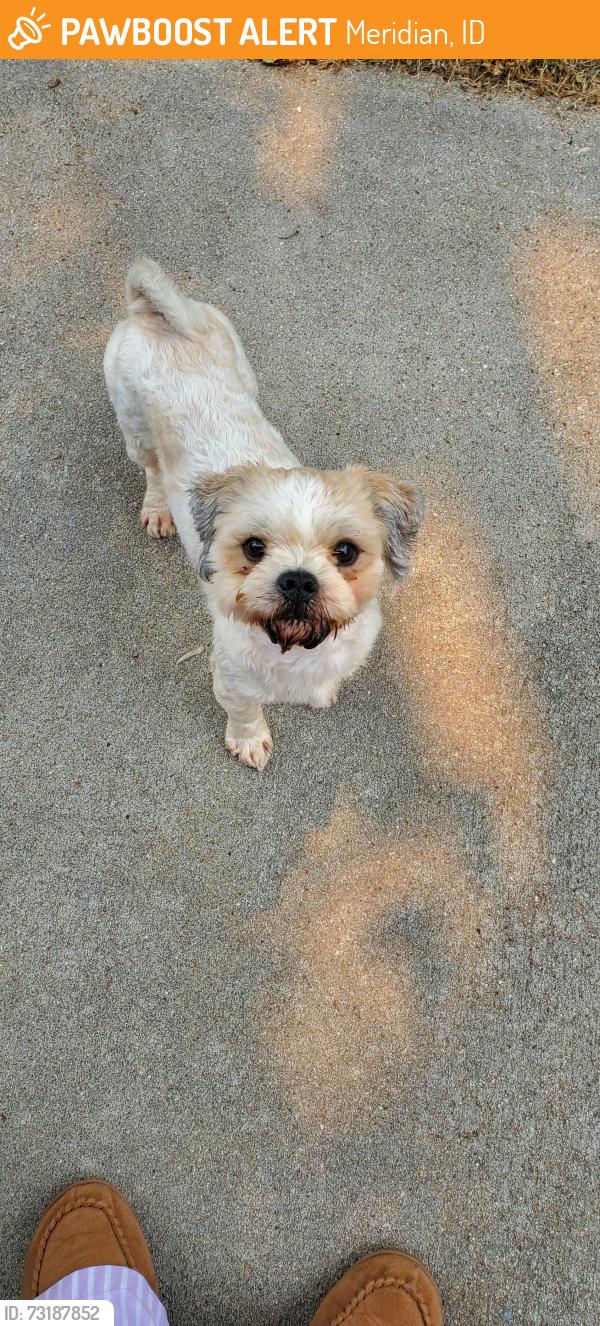 Found/Stray Male Dog last seen Overland and Locust Grove, Meridian, ID 83642
