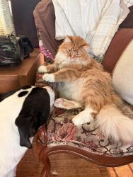 Reunited Male Cat last seen E Sycamore and north hickory, Tonganoxie, KS 66086