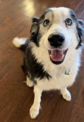 Lost Male Dog last seen Landsing switch, Longview, TX 75602