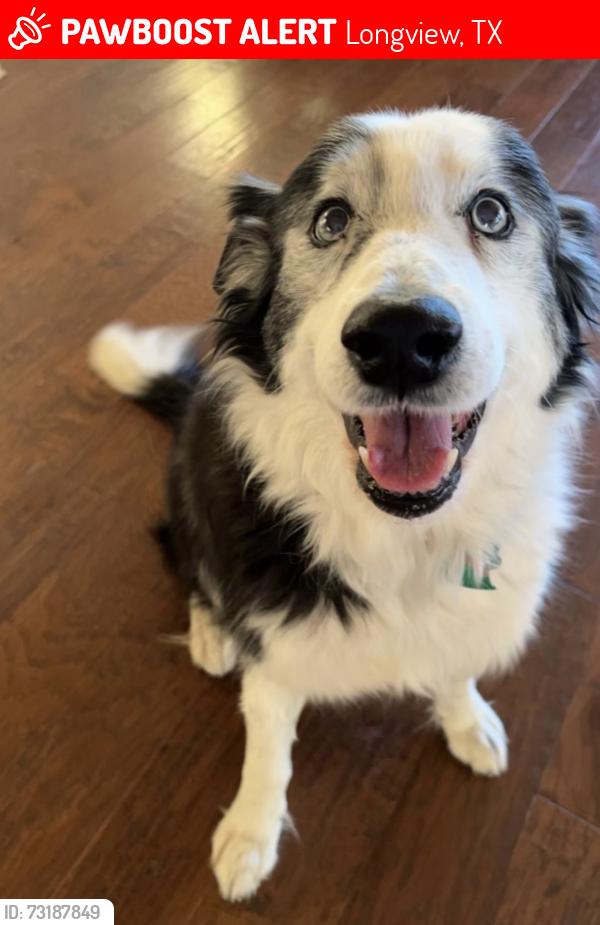 Lost Male Dog last seen Landsing switch, Longview, TX 75602
