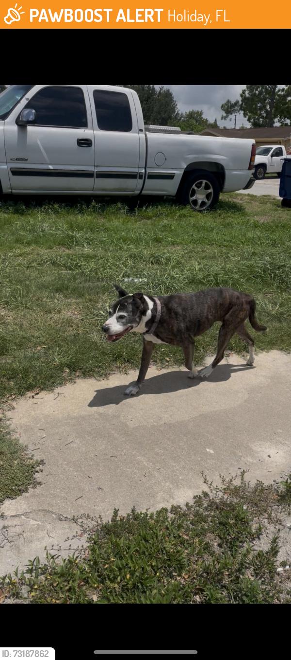 Found/Stray Unknown Dog last seen Holiday Lake ests, Holiday, FL 34691