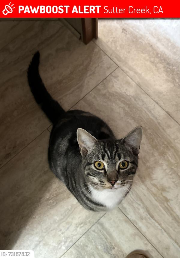Lost Male Cat last seen Ridge rd , Sutter hill rd, Sutter Creek, CA 95685
