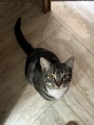 Lost Male Cat last seen Ridge rd , Sutter hill rd, Sutter Creek, CA 95685