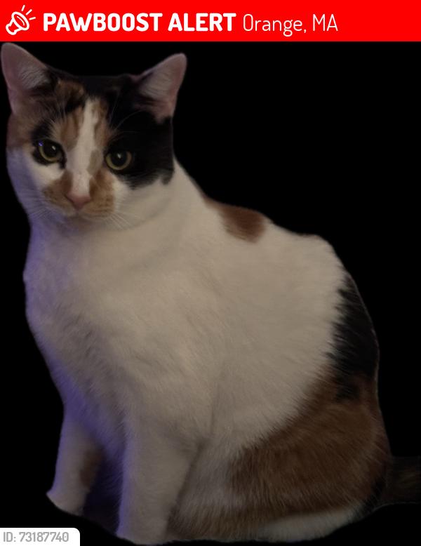 Lost Female Cat last seen Adams st, East Myrtle st, King st area in Orange, Orange, MA 01364