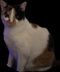 Lost Female Cat last seen Adams st, East Myrtle st, King st area in Orange, Orange, MA 01364