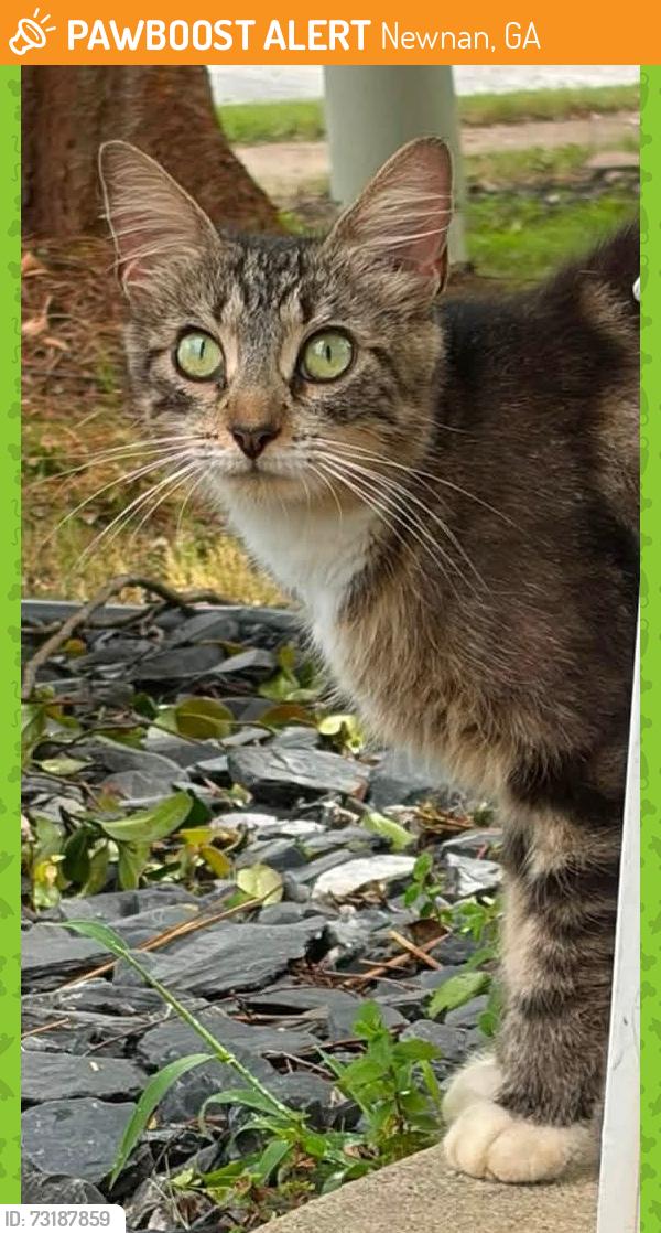 Found/Stray Female Cat last seen Stonebridge Crossing, Newnan, GA 30265