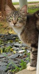 Found/Stray Female Cat last seen Stonebridge Crossing, Newnan, GA 30265