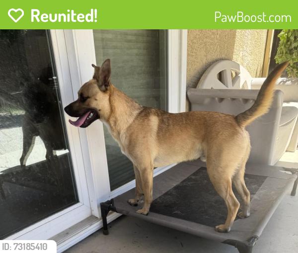 Reunited Male Dog last seen Daniels St, Manteca, CA 95337