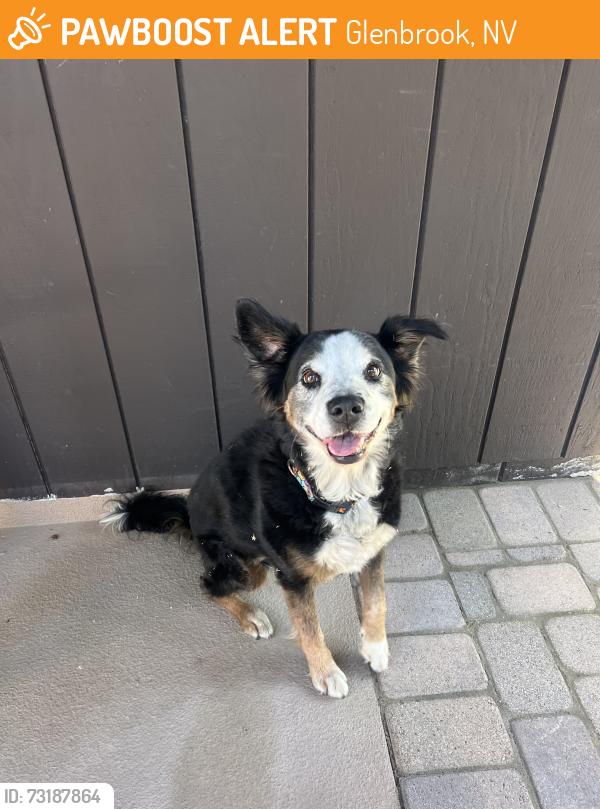 Found/Stray Female Dog last seen Hwy 50 &Hidden woods, Glenbrook, NV 89705
