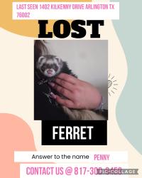 Lost Female Ferret last seen Near Kilkenny Drive Arlington, Arlington, TX 76002