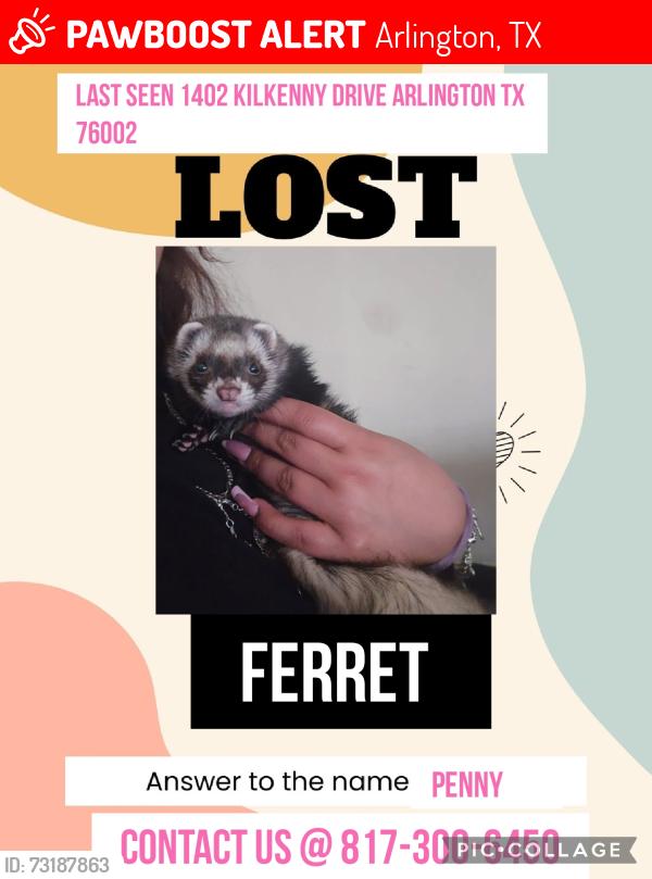Lost Female Ferret last seen Near Kilkenny Drive Arlington, Arlington, TX 76002