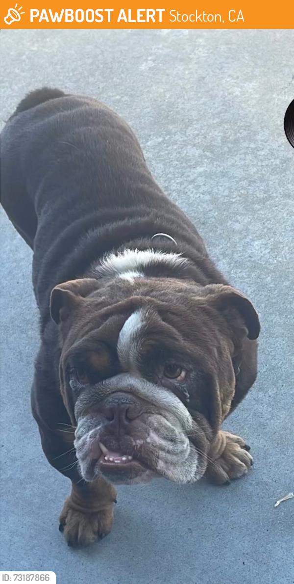 Found/Stray Male Dog last seen Glacier point drive and Morada lane, Stockton, CA 95212