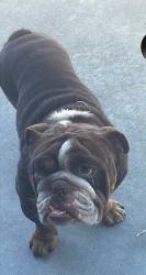 Found/Stray Male Dog last seen Glacier point drive and Morada lane, Stockton, CA 95212