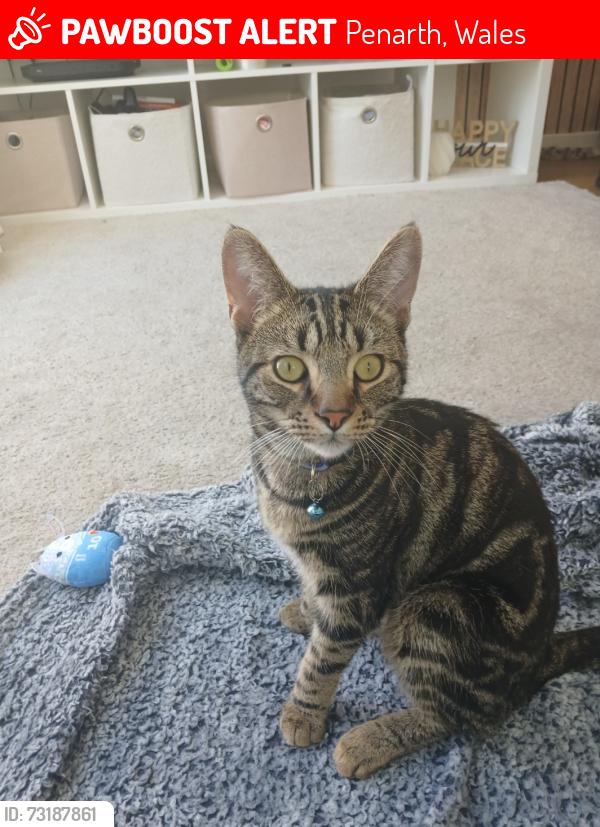 Lost Male Cat last seen Penarth heights, Penarth, Wales 