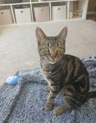 Lost Male Cat last seen Penarth heights, Penarth, Wales 