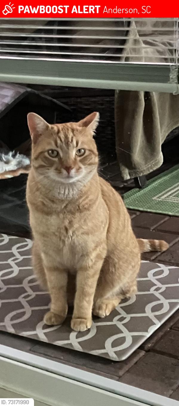 Lost Male Cat last seen Liberty Highway. In Anderson SC near the Veterinary hosp, Anderson, SC 29670
