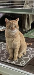 Lost Male Cat last seen Liberty Highway. In Anderson SC near the Veterinary hosp, Anderson, SC 29670