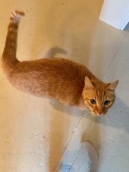 Found/Stray Female Cat last seen N Union Avenue and N 24th Street, Tacoma, WA 98416