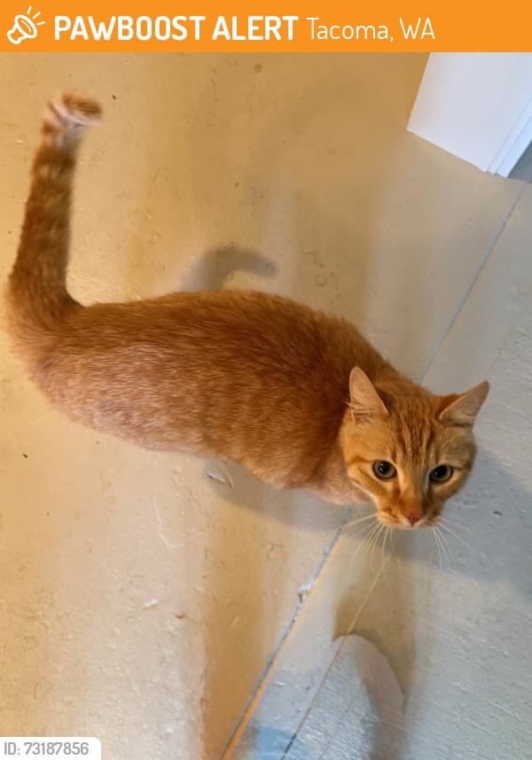 Found/Stray Female Cat last seen N Union Avenue and N 24th Street, Tacoma, WA 98416