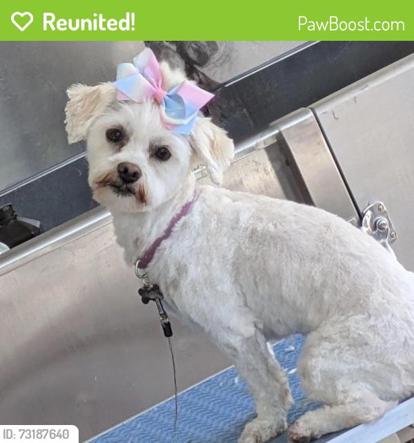 Reunited Female Dog last seen North Concord, Concord, CA 94520