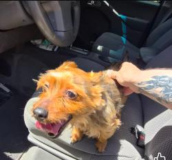 Reunited Unknown Dog last seen Alexander elementary school, Denton, TX 76209