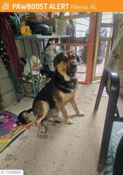 Reunited Male Dog last seen Scurlock road ,Helena,Al, Helena, AL 35080