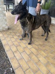 Reunited Male Dog last seen Yost and Washington Irving, Pearland, TX 77581