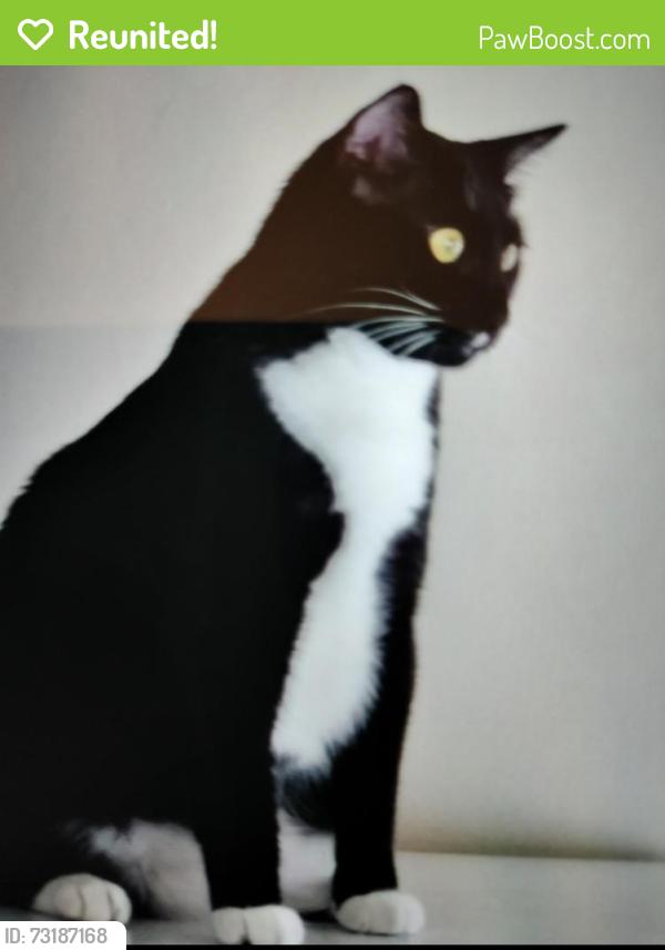 Reunited Female Cat last seen The Preserve in Heron River, Star, ID 83669