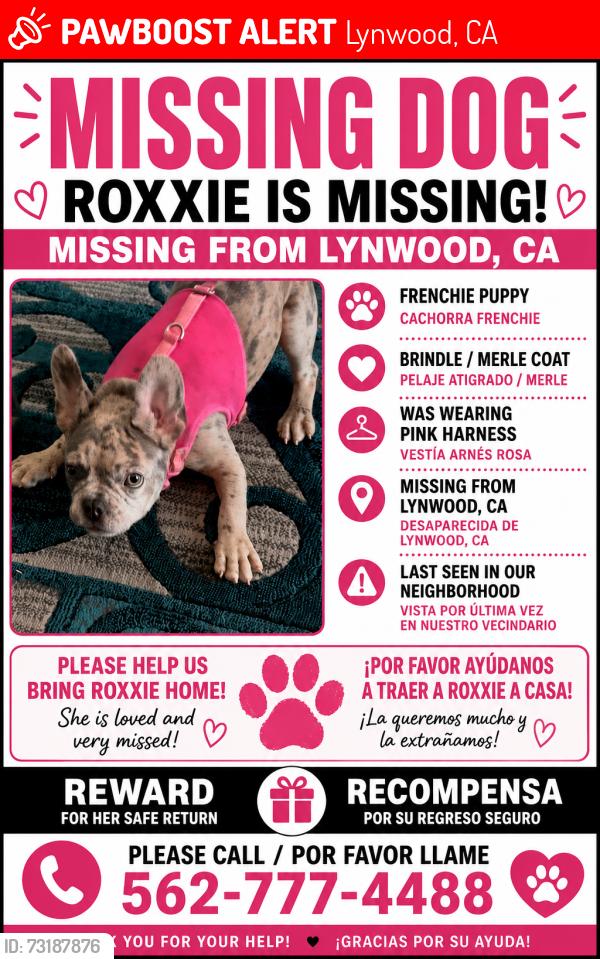 Lost Female Dog last seen Atlantic and king, Lynwood, CA 90262