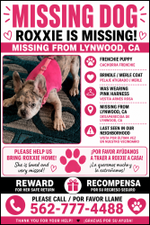 Lost Female Dog last seen Atlantic and king, Lynwood, CA 90262