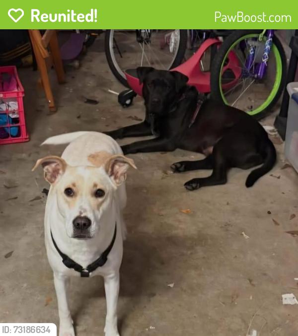Reunited Male Dog last seen First Baptist Alabaster, Alabaster, AL 35007