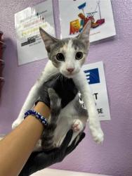Shelter Stray Female Cat last seen Near Ben Swane, CITY of El Paso, TX, 5001 Fred Wilson Ave, El Paso, TX 79906, USA
